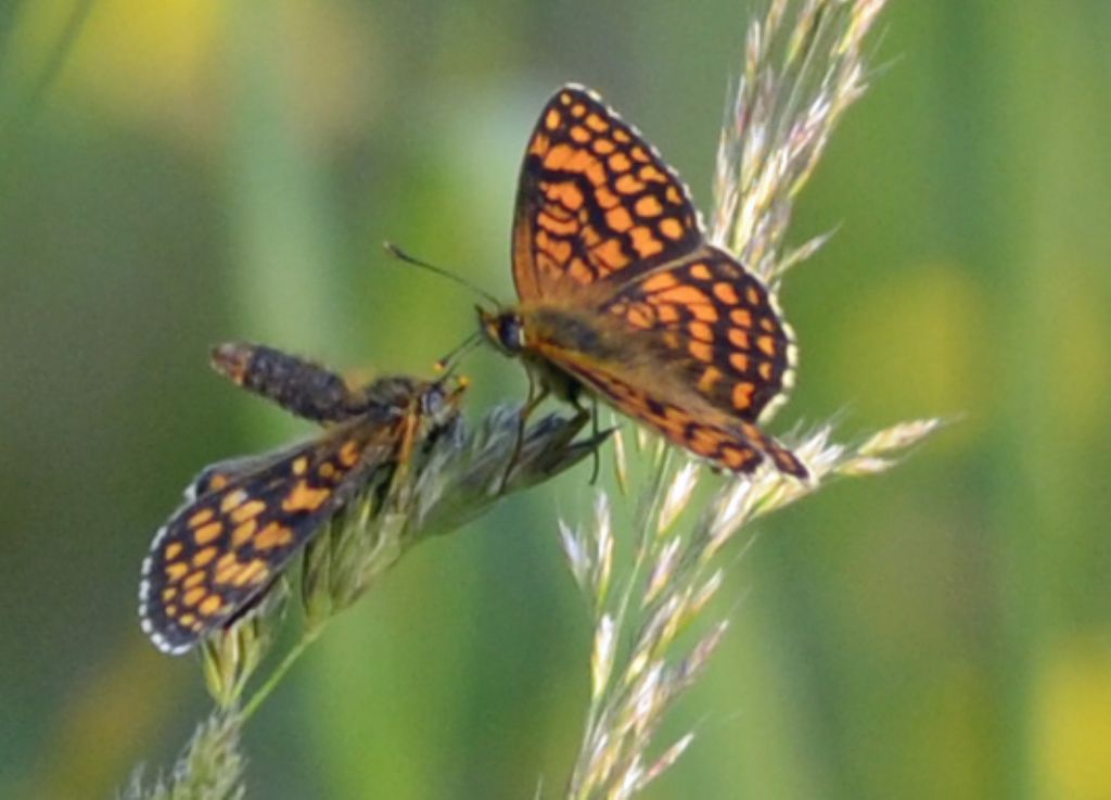 MeliMelitaea athalia?